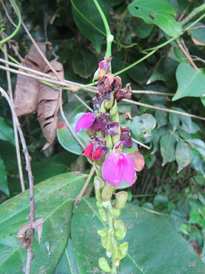 Canavalia parviflora, photographed by Victor Farjalla Pontes