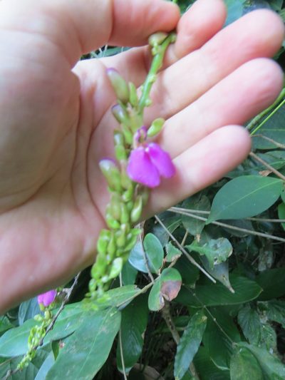 Canavalia parviflora, photographed by Victor Farjalla Pontes