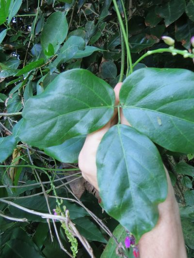 Canavalia parviflora, photographed by Victor Farjalla Pontes