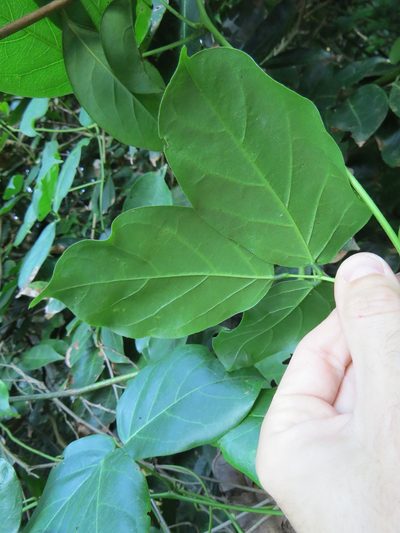 Canavalia parviflora, photographed by Victor Farjalla Pontes