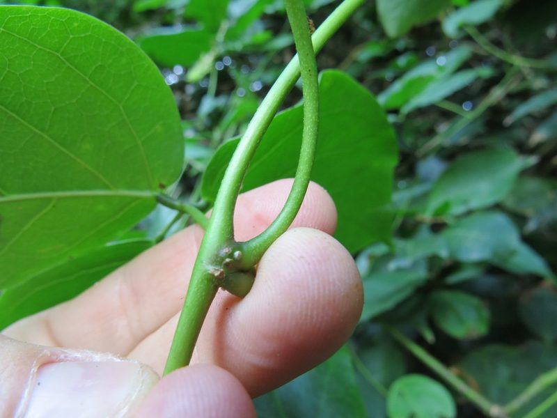 Canavalia parviflora, photographed by Victor Farjalla Pontes