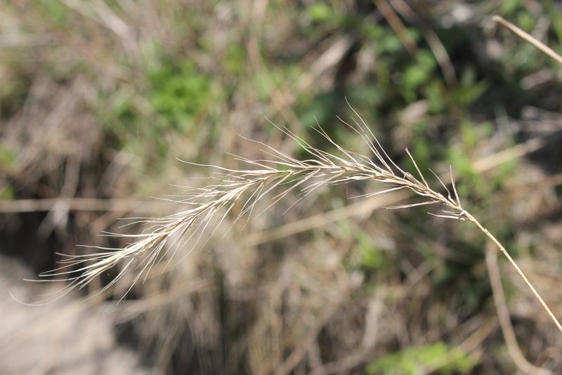Elymus riparius, photographed by Quinten Wiegersma