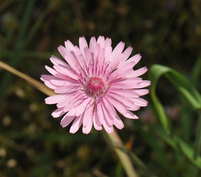 Crepis rubra, photographed by Todd Boland