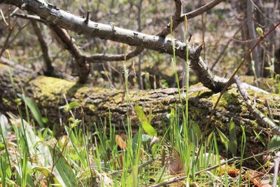 Carex woodii, photographed by Quinten Wiegersma