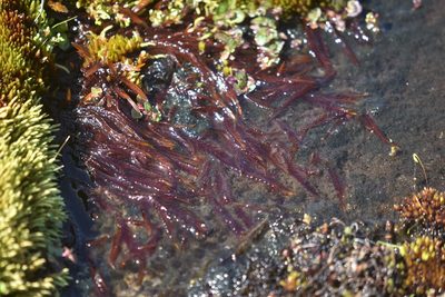 Fontinalis neomexicana, photographed by Braden J. Judson