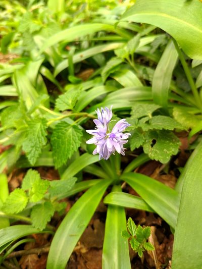 Scilla lilio-hyacinthus, photographed by Denys Vynokurov