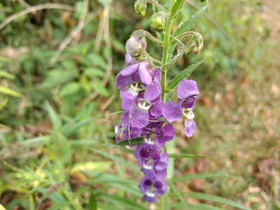 Angelonia angustifolia, photographed by Ajit Ampalakkad