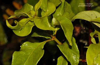 Mussaenda arcuata, photographed by i_c_riddell