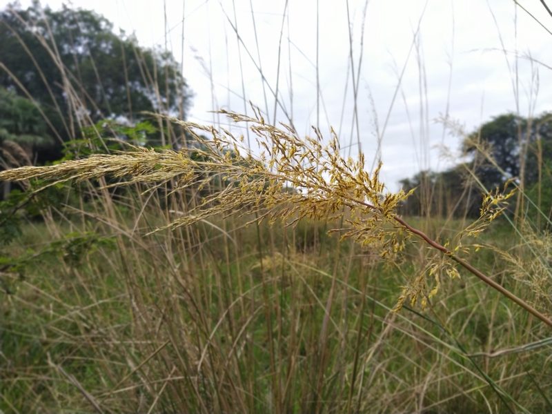 Sorghastrum setosum, photographed by Patricio Cowper Coles