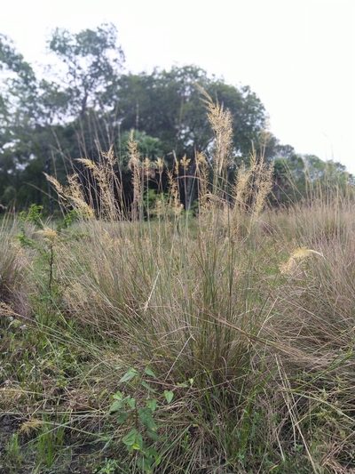 Sorghastrum setosum, photographed by Patricio Cowper Coles
