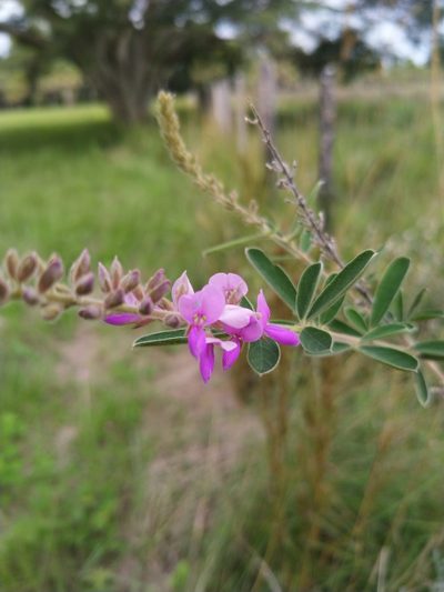 Desmodium cuneatum, photographed by Patricio Cowper Coles