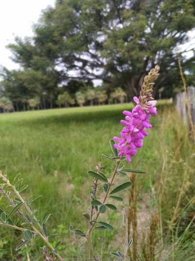 Desmodium cuneatum, photographed by Patricio Cowper Coles