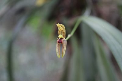 Maxillaria lineolata, photographed by Ricard Busquets Reverte