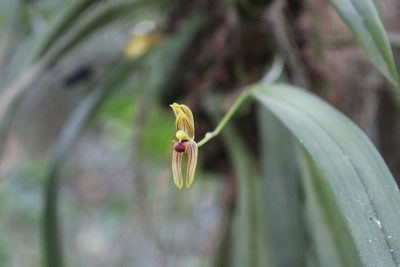Maxillaria lineolata, photographed by Ricard Busquets Reverte