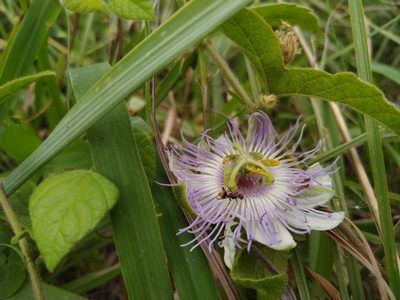 Passiflora chrysophylla, photographed by Patricio Cowper Coles
