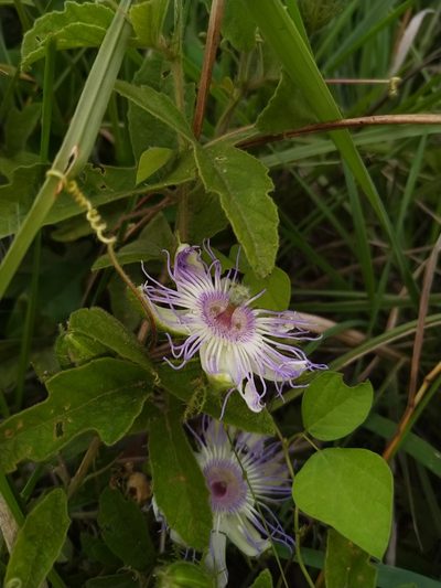 Passiflora chrysophylla, photographed by Patricio Cowper Coles