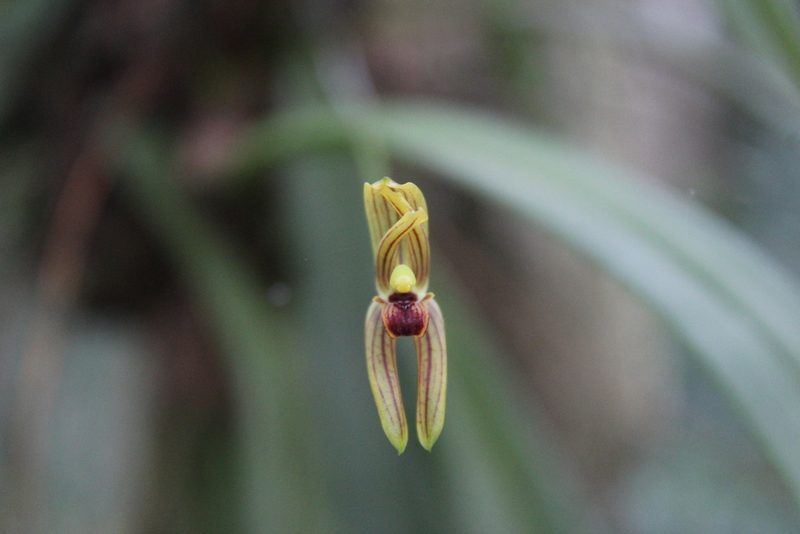 Maxillaria lineolata, photographed by Ricard Busquets Reverte