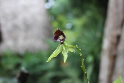 Prosthechea cochleata, photographed by Ricard Busquets Reverte