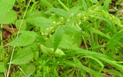 Urtica chamaedryoides, photographed by saltyhiker