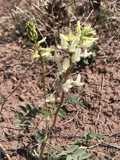 Astragalus ampullarioides, photographed by Stephanie Taylor