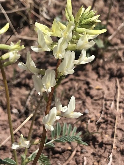 Astragalus ampullarioides, photographed by Stephanie Taylor