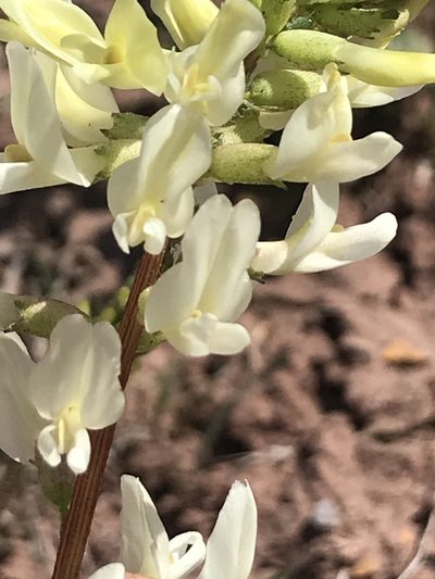 Astragalus ampullarioides, photographed by Stephanie Taylor