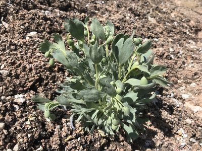 Arctomecon humilis, photographed by Stephanie Taylor