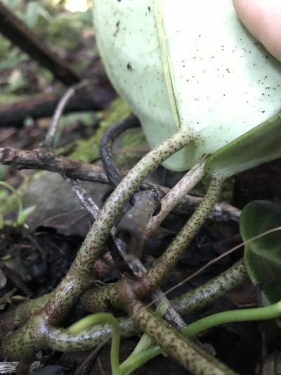 Peperomia maculosa, photographed by Nicolás Baresch Uribe