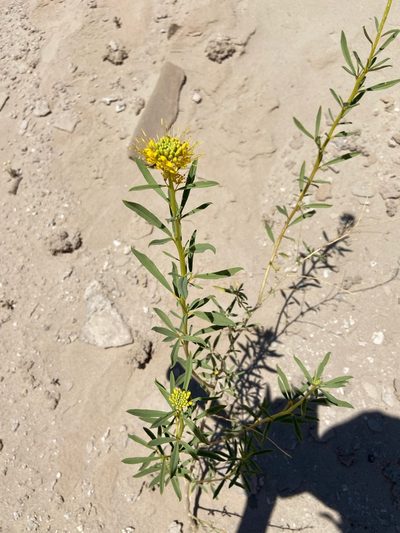 Cleomella refracta, photographed by Emily Chebul
