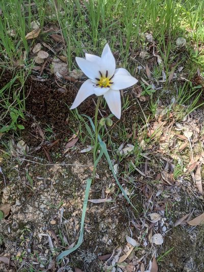 Tulipa clusiana, photographed by theinz