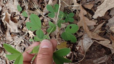 Thermopsis villosa, photographed by John Abrams