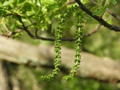 Juglans hindsii, photographed by Mary K. Hanson