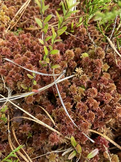 Sphagnum tenerum, photographed by Bonnie Semmling