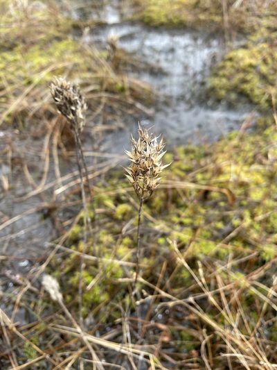Narthecium americanum, photographed by Bonnie Semmling