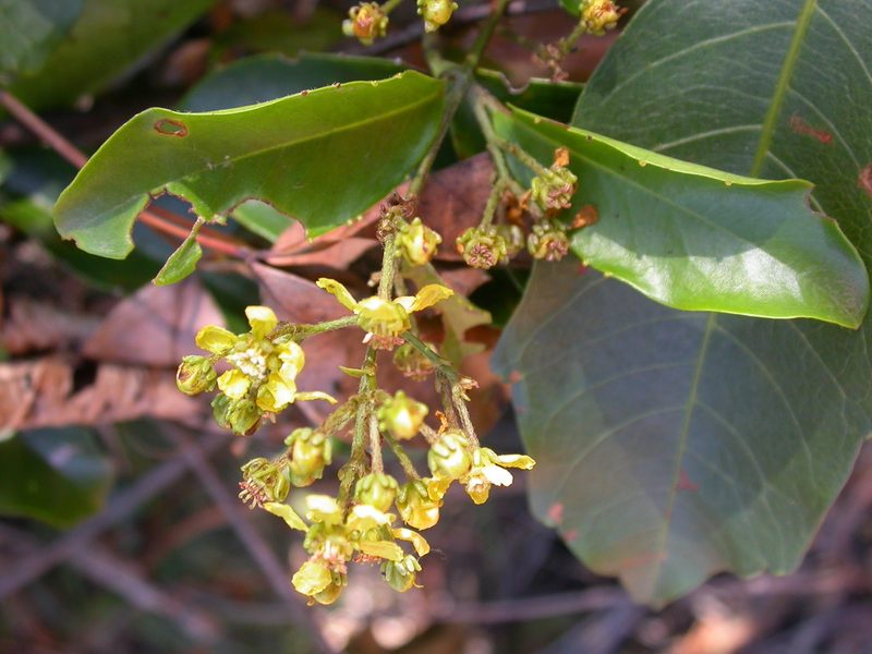 Niedenzuella glabra, photographed by Lucas Kaminski