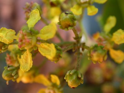 Niedenzuella glabra, photographed by Lucas Kaminski