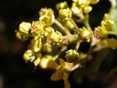 Niedenzuella glabra, photographed by Lucas Kaminski