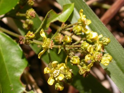 Niedenzuella glabra, photographed by Lucas Kaminski