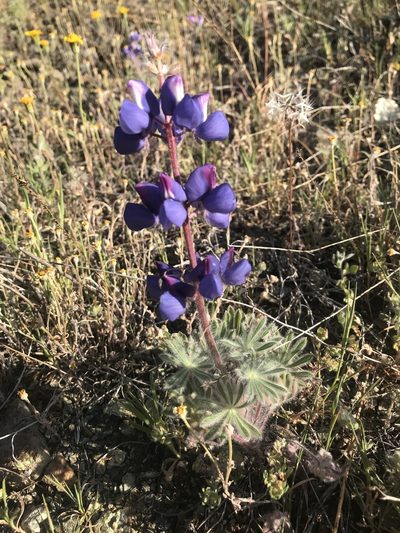 Lupinus spectabilis, photographed by Scott Yarger