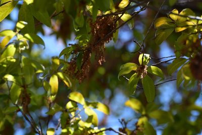 Quercus acatenangensis, photographed by Neptalí Ramírez Marcial