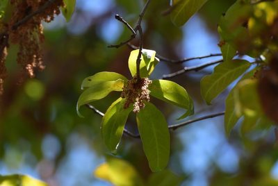 Quercus acatenangensis, photographed by Neptalí Ramírez Marcial