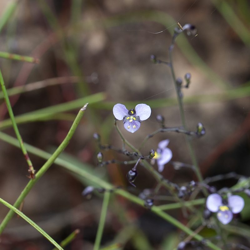 Aneilema siliculosum, photographed by Kym Nicolson