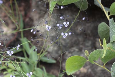 Aneilema siliculosum, photographed by Kym Nicolson