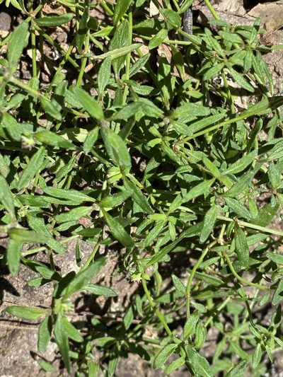 Opercularia hispida, photographed by Greg Tasney