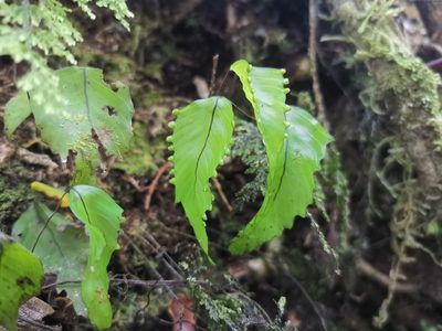 Hymenophyllum cruentum, photographed by Inao Vasquez
