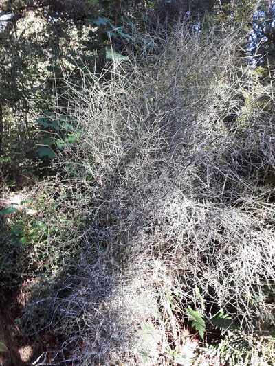 Melicytus flexuosus, photographed by n_armstrong
