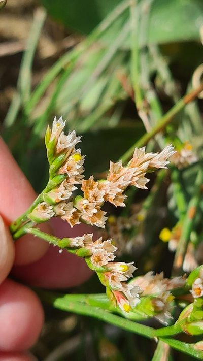 Limonium australe, photographed by Vale Jenny Conolly