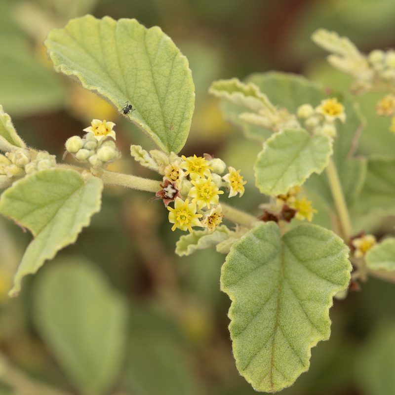 Androcalva loxophylla, photographed by Kym Nicolson