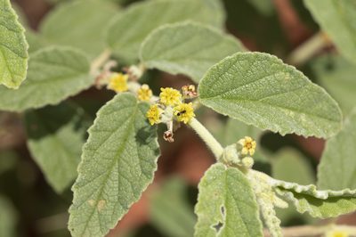 Androcalva loxophylla, photographed by Kym Nicolson
