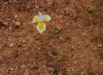 Moraea serpentina, photographed by Tony Rebelo